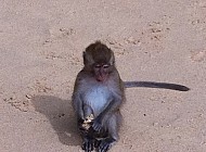 Monkeys in Thailand