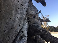 VINES AND FENCE