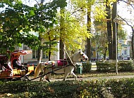 Horse carriage in Panfilov Park, Almaty (Kazakhstan)
