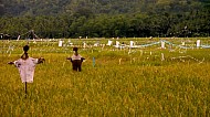 Filipino Rice Fields