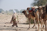 Camel Safri 4