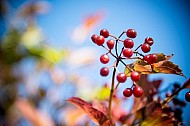 berries and leaves