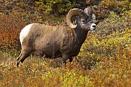 Rocky Mountain Sheep