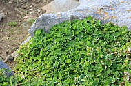 Lucky Shamrock