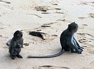 Monkeys in Thailand
