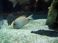 Saltwater fish