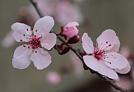 Cherry Blossom