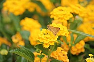 Yellow Moth and Lantanas