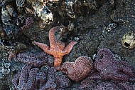 Starfish