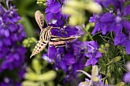 butterfly on columbines