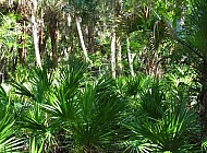 Florida Everglades