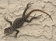 Lizard on the Wall