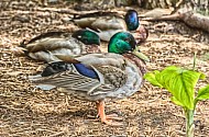 Mallard ducks