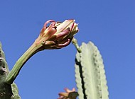 Peruvian cactus buds