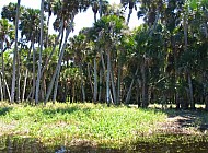 Florida Everglades