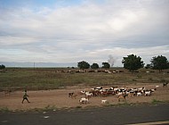 goat herd in the countryside between Blantyre and Nsanje (Malawi)