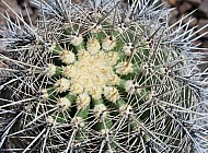 Barrel Cactus