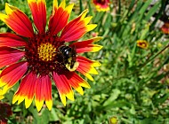 bee on a flower