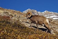 Rocky Mountain Sheep