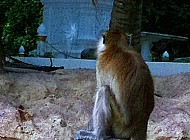 Monkeys in Thailand