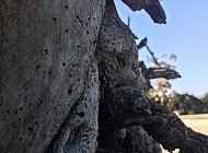 VINES AND FENCE