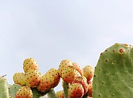 Prickly Pear Cactus Fruit