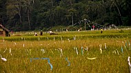 Filipino Rice Fields