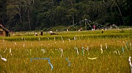 Filipino Rice Fields