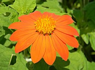 Mexican Sunflower