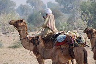 Camel Safari 5