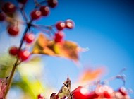 berries and colorful leaves