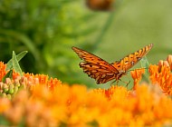 Fritillary on Orange Flowers #1