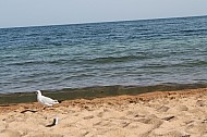 on the shore of lake Yssyk-Kul (Kyrgyzstan)