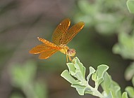 Orange Dragonfly