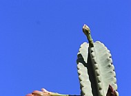 Peruvian cactus buds