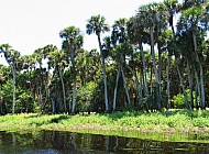 Florida Everglades