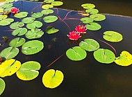 Water Lily and Flower