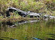 alligator jumps in the swamp