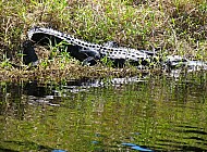 alligator jumps in the swamp