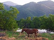 Horse at Bacanao