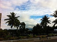 Palm Trees in Thailand