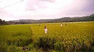 Filipino Rice Fields