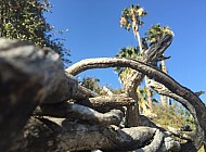 VINES AND FENCE