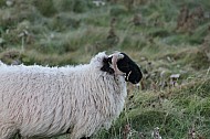 Sheep of Ireland