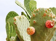 Prickly Pear Cactus Fruit