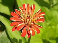 Unopened Orange Zinnia