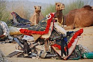 Camel Saddles B