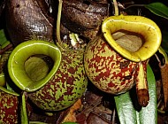 Pitcher Plants