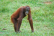 Orangutan