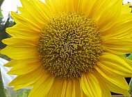 Giant Sunflower